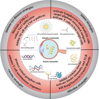 Immunopeptides: immunomodulatory strategies and prospects for ocular immunity applications